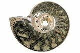 One Side Polished, Pyritized Fossil Ammonite - Russia #174990-1
